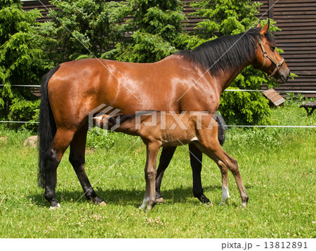 Sucking foal and mare 13812891