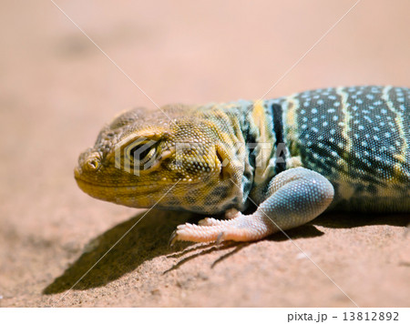 Baja California Rock Lizard 13812892