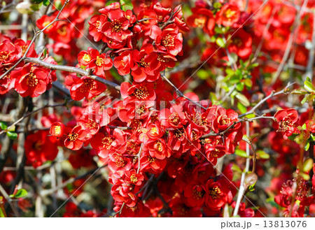 Japanese Quince branch Japanese Quince branch 13813076