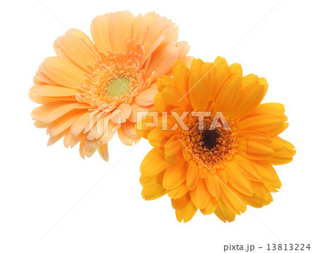ガーベラ ガーベラ 13813224