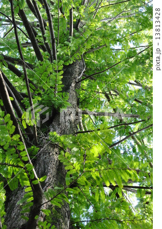 メタセコイア 13813428