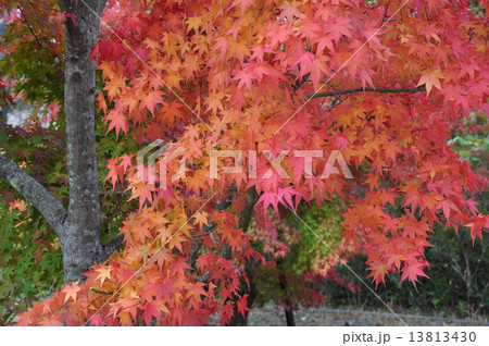 イロハ紅葉 イロハ紅葉 13813430