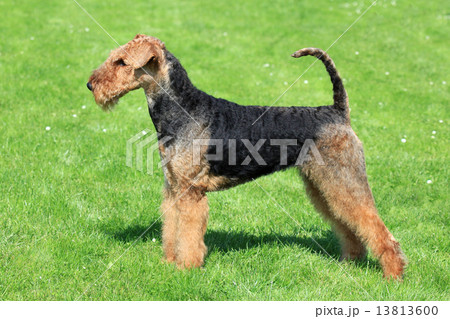 Airedale Terrier on the green grass Airedale Terrier on the green grass 13813600
