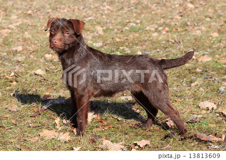 Patterdale Terrier /Wire/ in the park Patterdale Terrier /Wire/ in the park 13813609