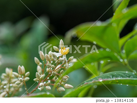 南天の花 南天の花 13814116
