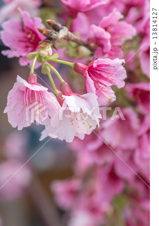 琉球寒緋桜 琉球寒緋桜 13814127