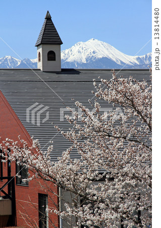 安曇野の春・ワイナリーの桜 13814480