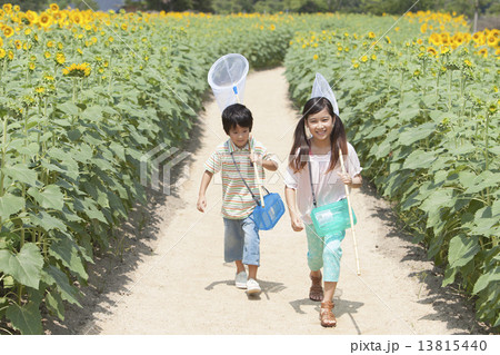 ひまわり畑で昆虫採集する姉弟 13815440