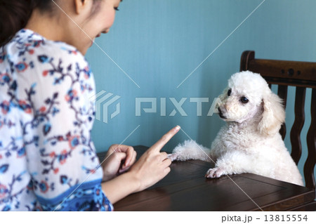 犬のしつけをする女性 13815554