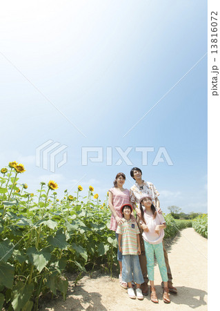 ひまわり畑と笑顔の家族4人 13816072
