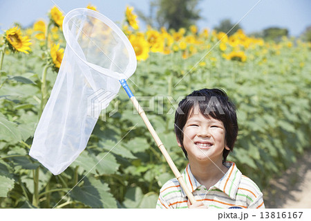 ひまわり畑で昆虫採集する男の子 13816167