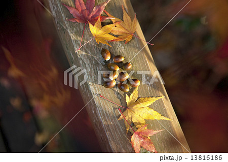 落ち葉とドングリ 13816186