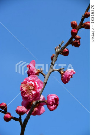 八重寒紅　梅花 13816270