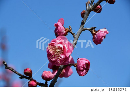 八重寒紅　梅花 13816271