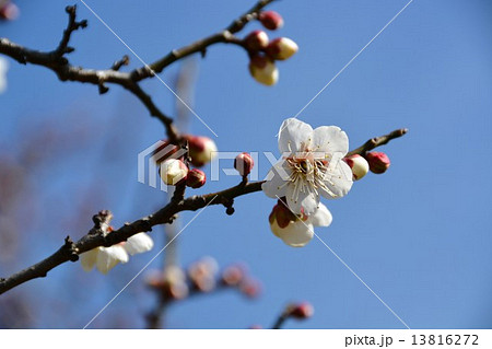 冬至　梅花 13816272