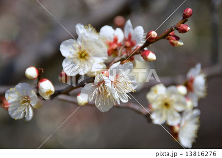 冬至　梅花 13816276