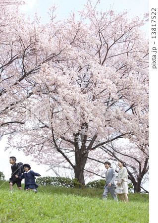 桜と4人家族 13817522
