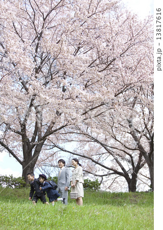 桜と4人家族 13817616