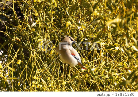ヤドリギとヒレンジャク 13821530