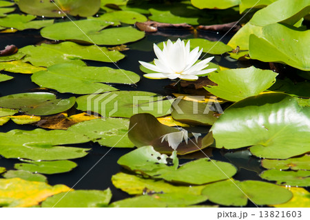蓮池、白い睡蓮の花 蓮池、白い睡蓮の花 13821603
