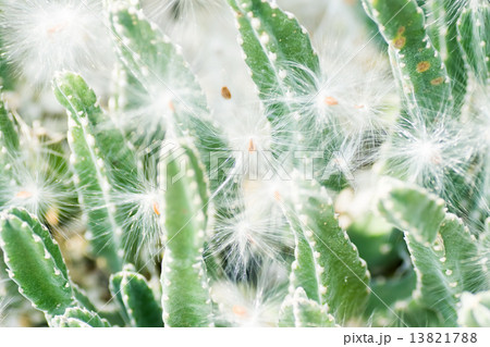 スタペリア・グランディフォロラ、ガガイモ科、南アフリカ（ケープ）、トランスヴァール 13821788