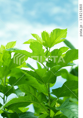 桑の葉 13821860