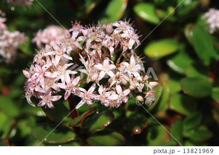 金のなる木の花 金のなる木の花 13821969