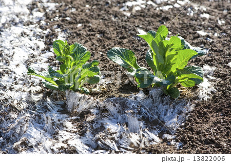 霜柱と小松菜 13822006