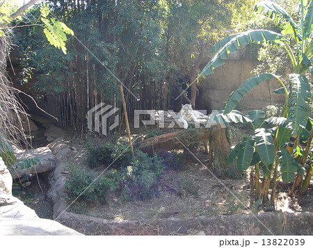 ニューオーリンズ・オーデュポン動物園 ニューオーリンズ・オーデュポン動物園 13822039