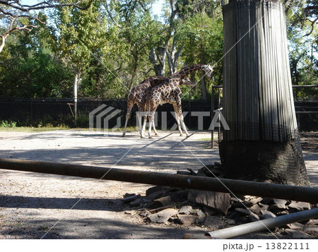 ニューオーリンズ・オーデュポン動物園 ニューオーリンズ・オーデュポン動物園 13822111