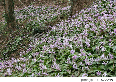 カタクリの花 13822249