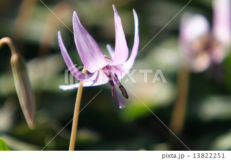 カタクリの花 カタクリの花 13822251
