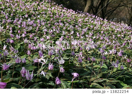 カタクリの花 カタクリの花 13822254