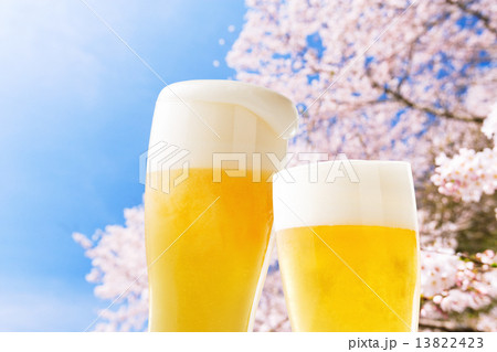 桜（ビール） 13822423