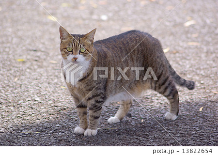 立ち姿カメラ目線の猫の写真素材