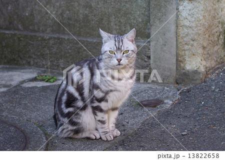 横向き座りでカメラ目線のシルバークラシックタビーの猫の写真素材 