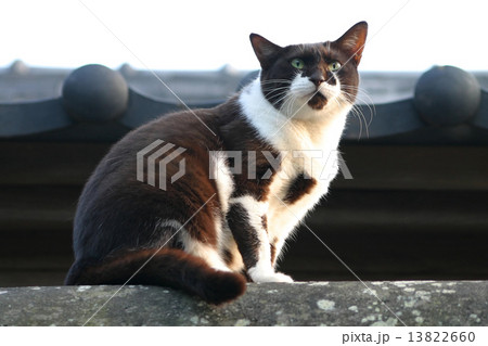 石塀の上に座るローアングルの黒白の猫の写真素材