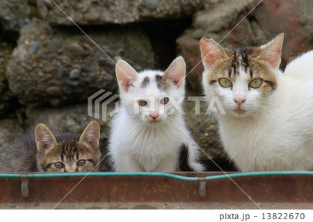 カメラ目線の親猫と２匹の子猫 13822670