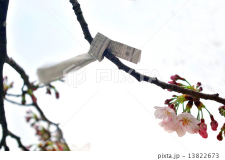 おみくじを結んだ桜 おみくじを結んだ桜 13822673