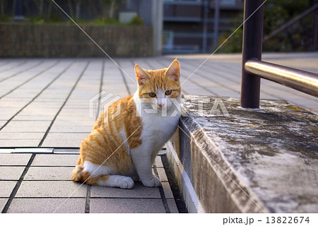横向き座りカメラ目線の茶トラ白の猫の写真素材
