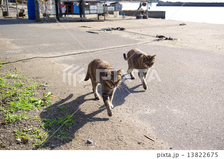 足並みそろえて歩く２匹の猫 13822675