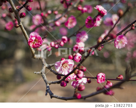 梅の開花 13822703