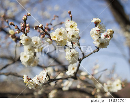 白梅の開花 13822704