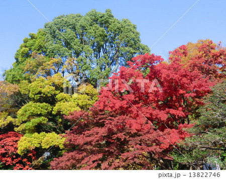 紅葉 紅葉 13822746