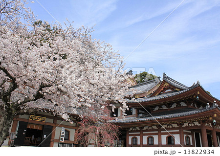 満開の桜と風情ある長谷寺 13822934