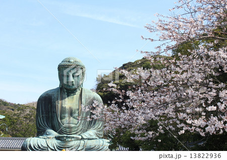 春の鎌倉大仏 春の鎌倉大仏 13822936