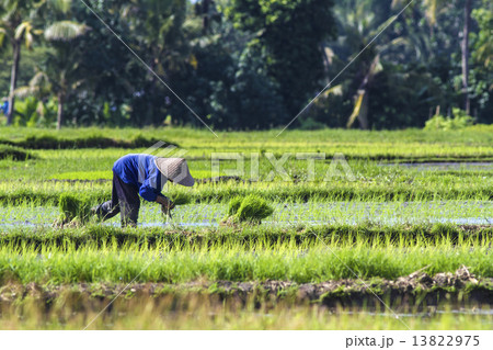 Rice Planting 13822975