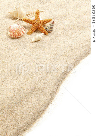 砂浜の上の貝とヒトデ 13823260
