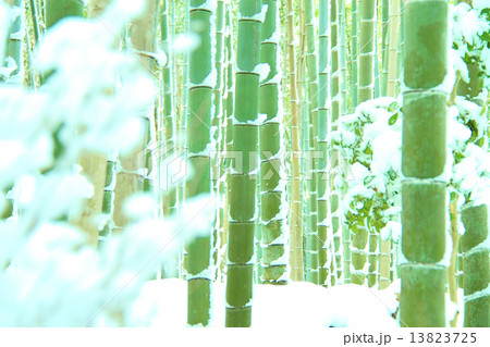 1月京都 嵐山・竹林の小径(雪景色) 13823725