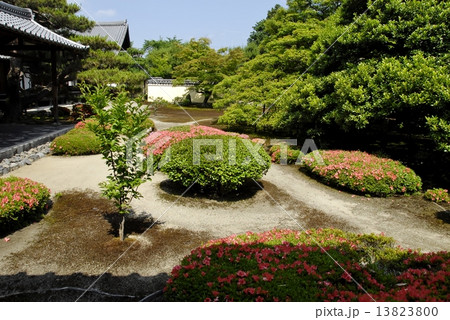 京都鹿王院の庭園風景 13823800